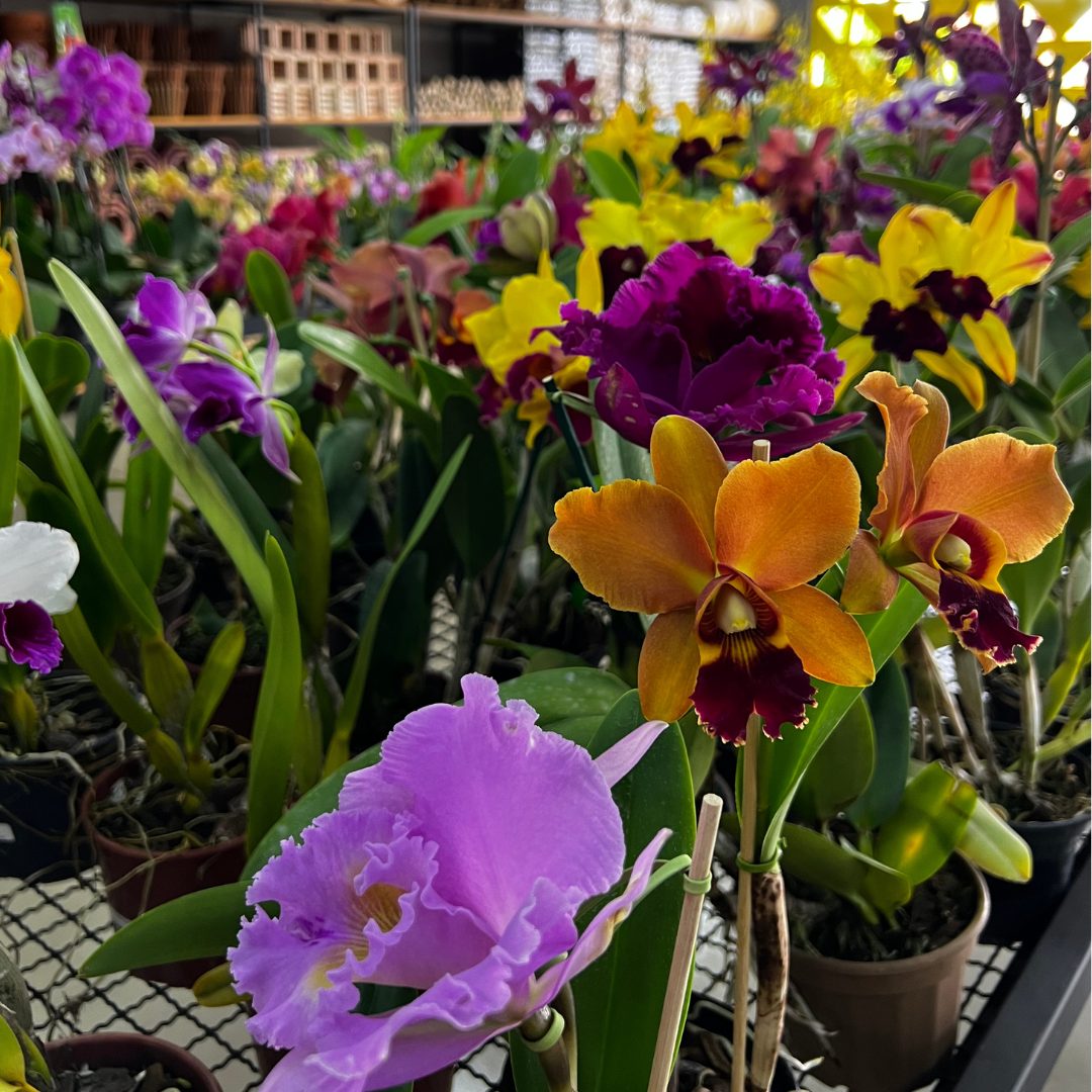 Orquidário Bauru inaugura loja e estufa neste sábado (7)